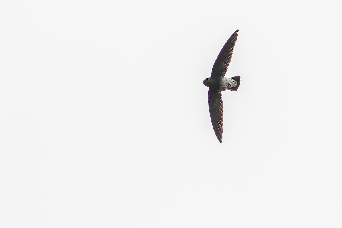 Sao Tome Spinetail - ML632318104