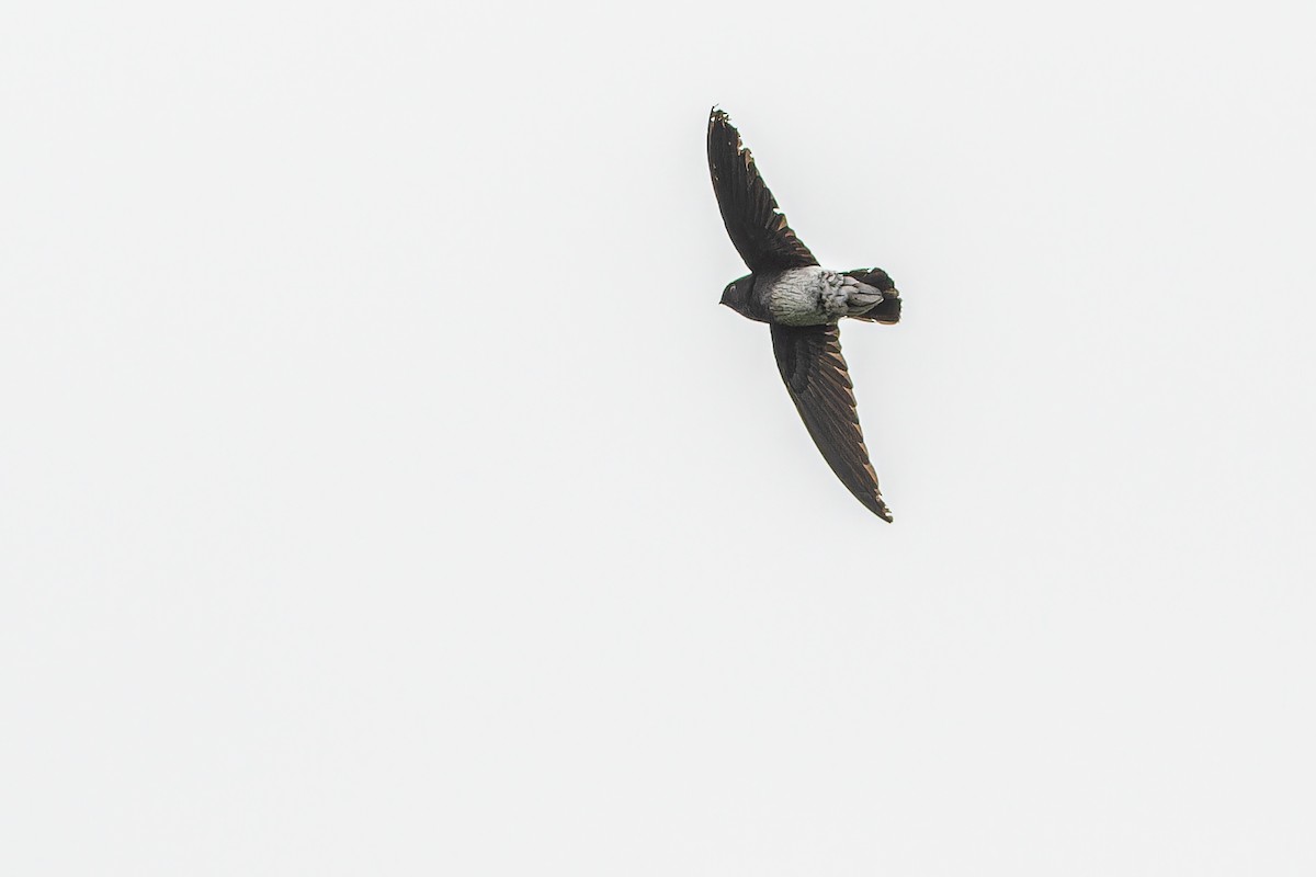 Sao Tome Spinetail - ML632318105