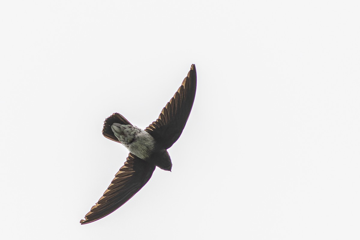 Sao Tome Spinetail - ML632318106