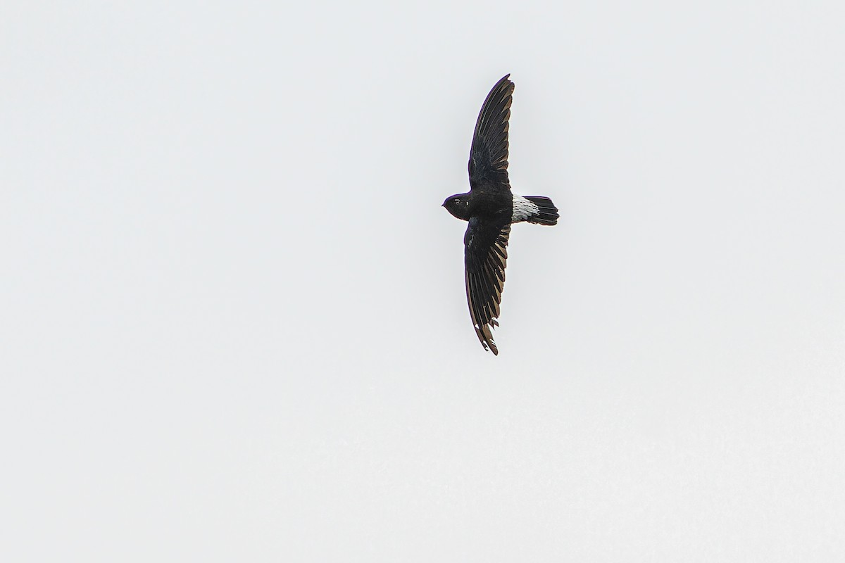 Sao Tome Spinetail - ML632318108