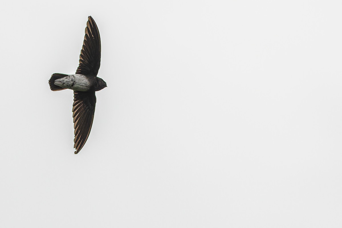 Sao Tome Spinetail - ML632318110