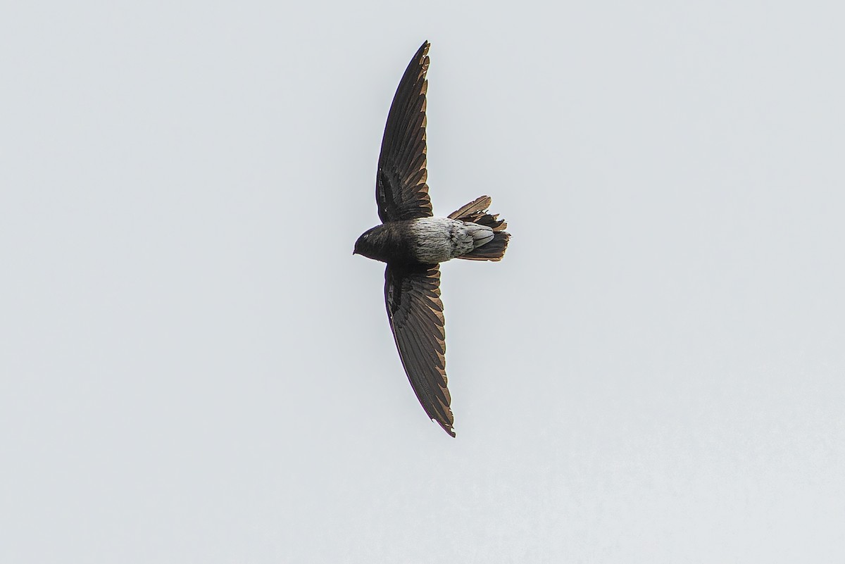 Sao Tome Spinetail - ML632318111