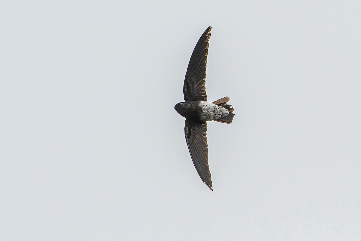 Sao Tome Spinetail - ML632318112