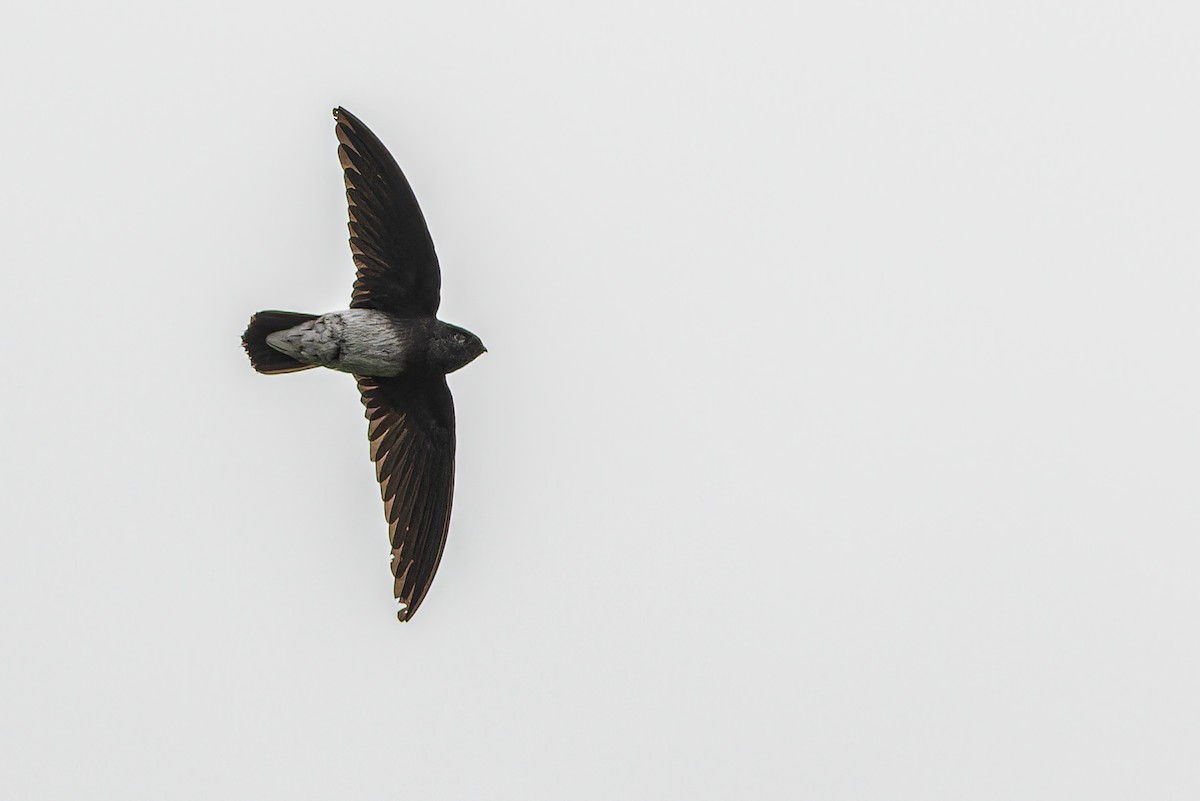 Sao Tome Spinetail - ML632318113