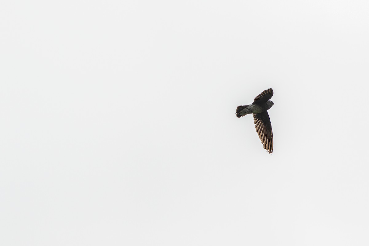 Sao Tome Spinetail - ML632318114