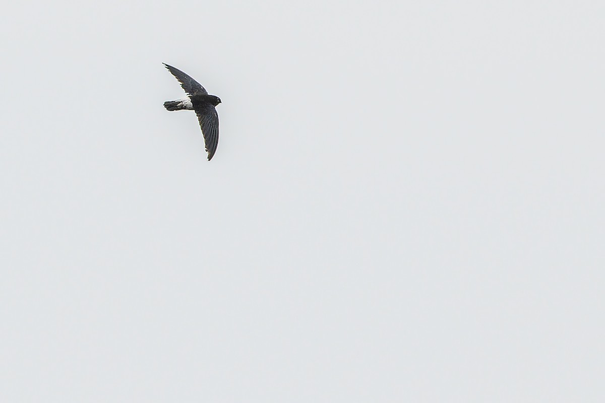 Sao Tome Spinetail - ML632318115