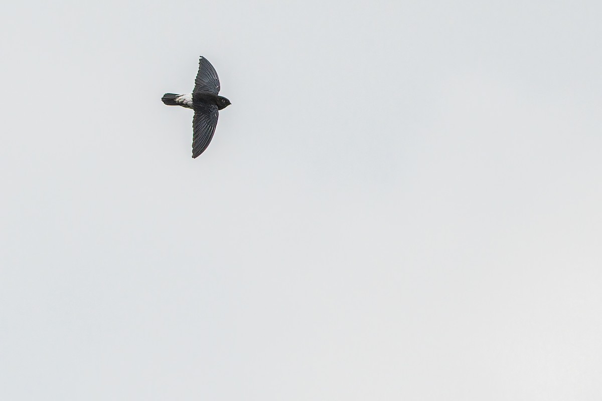 Sao Tome Spinetail - ML632318117