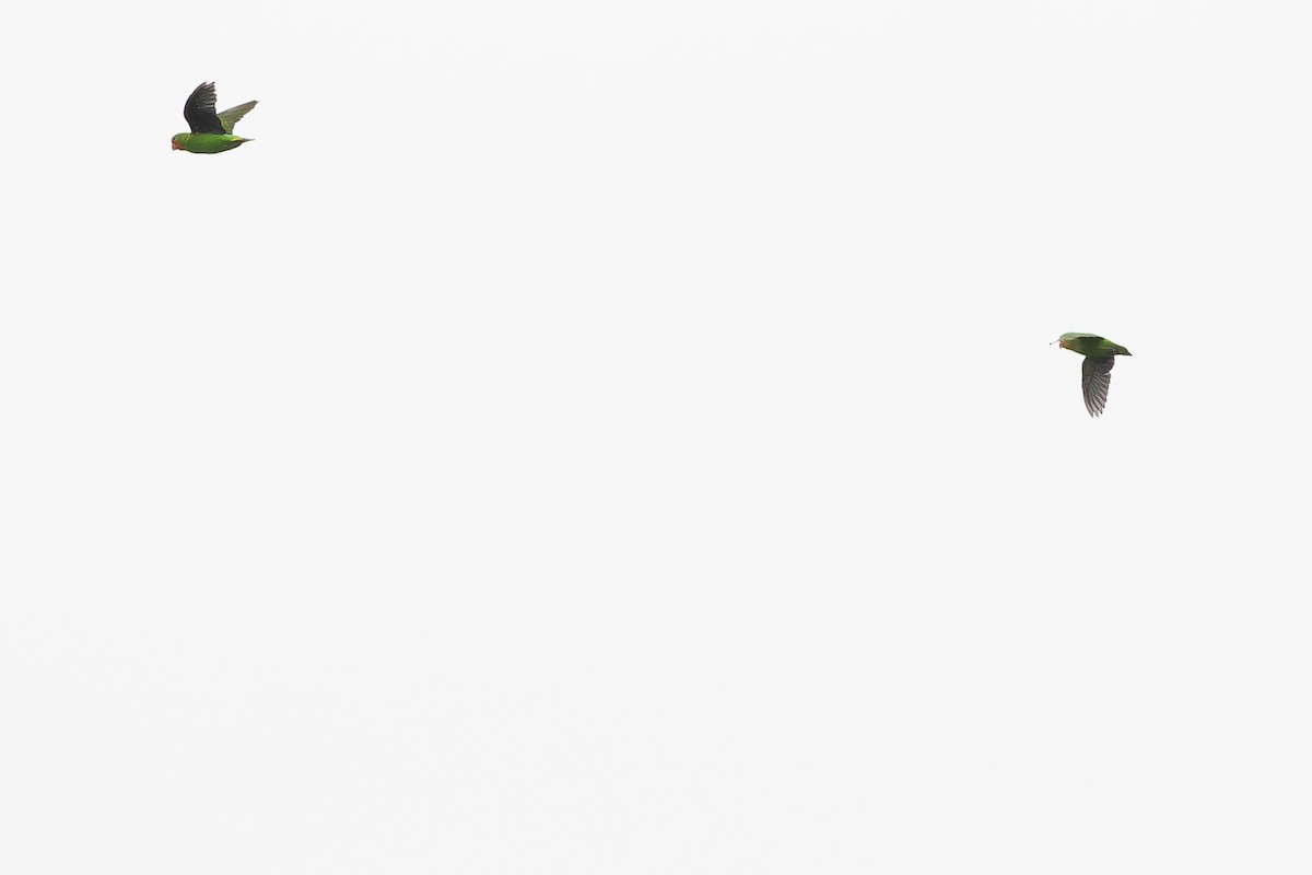 Red-headed Lovebird - ML632318123