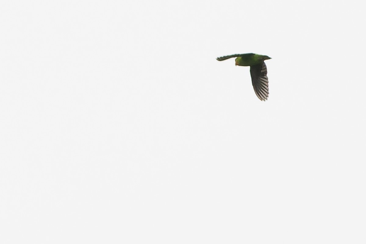 Red-headed Lovebird - ML632318125