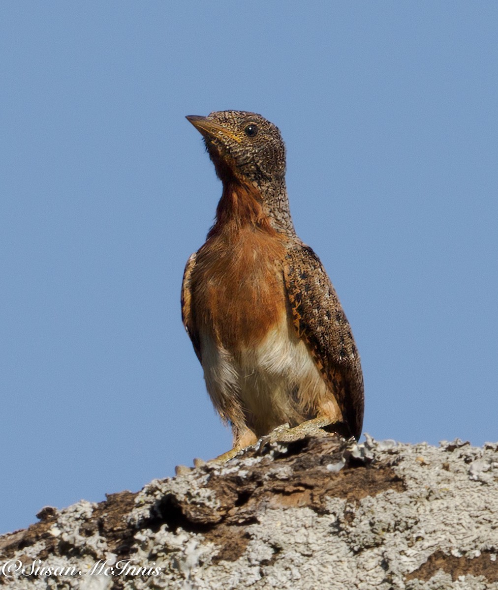 Red-throated Wryneck (Ethiopian) - ML632318176