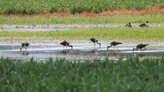 White Ibis - ML632318194