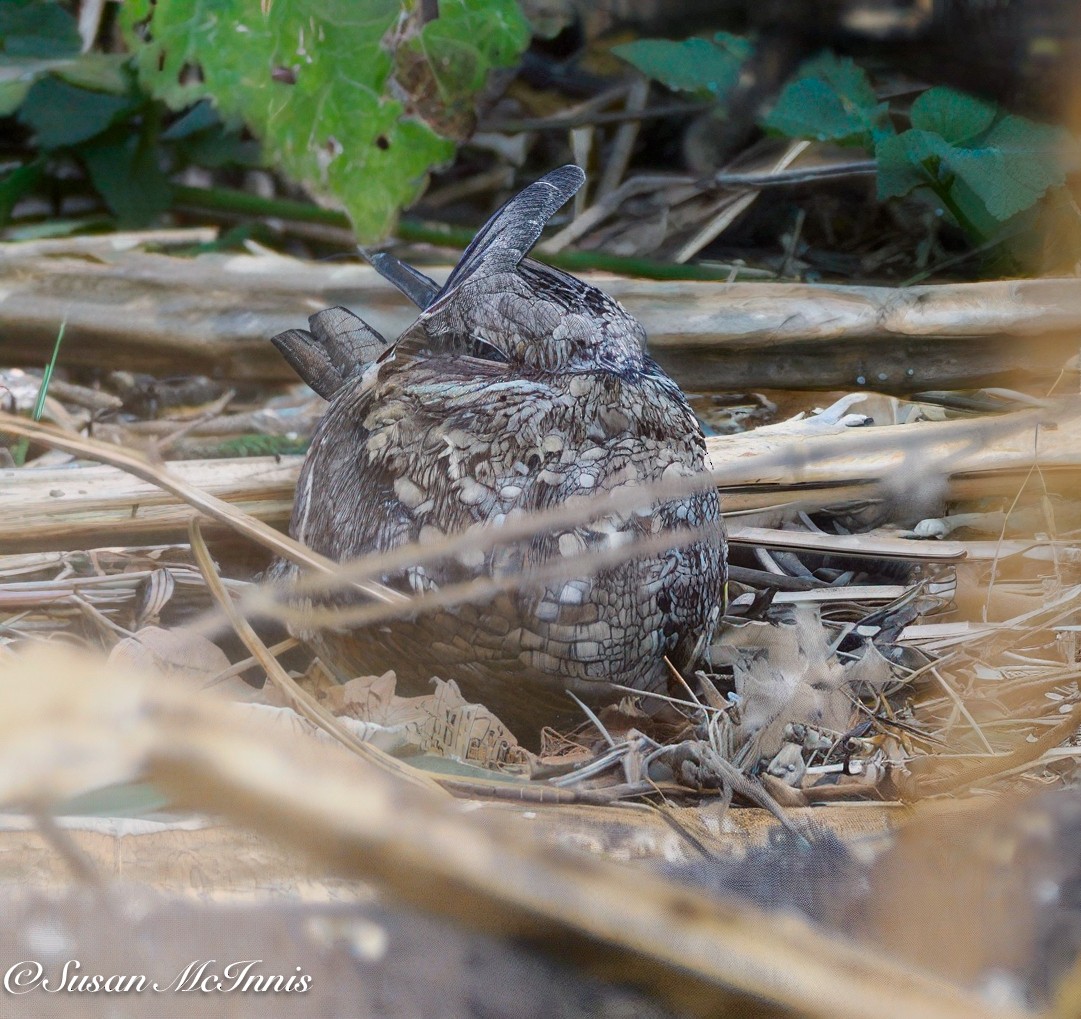 Slender-tailed Nightjar - ML632318202