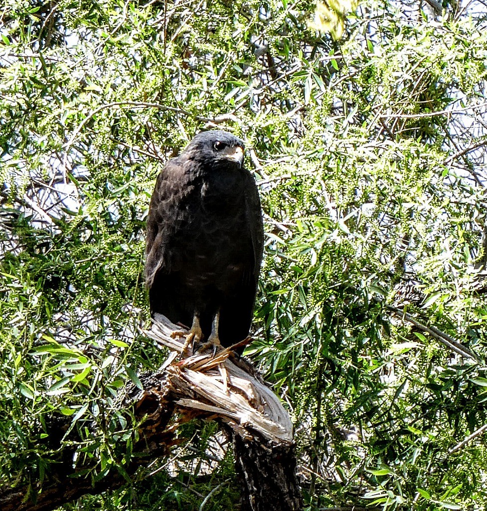 Common Black Hawk - ML632318234