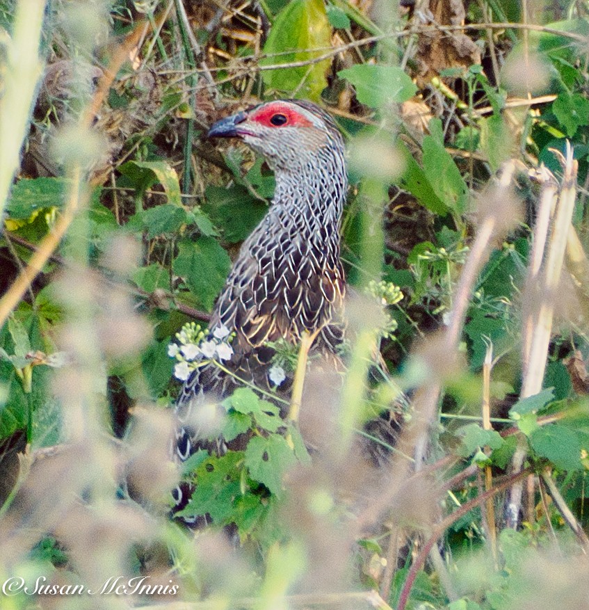 Clapperton's Spurfowl - ML632318247