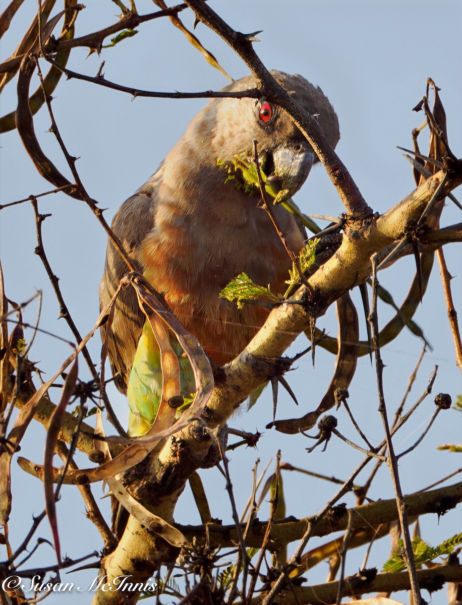 Red-bellied Parrot - ML632318271