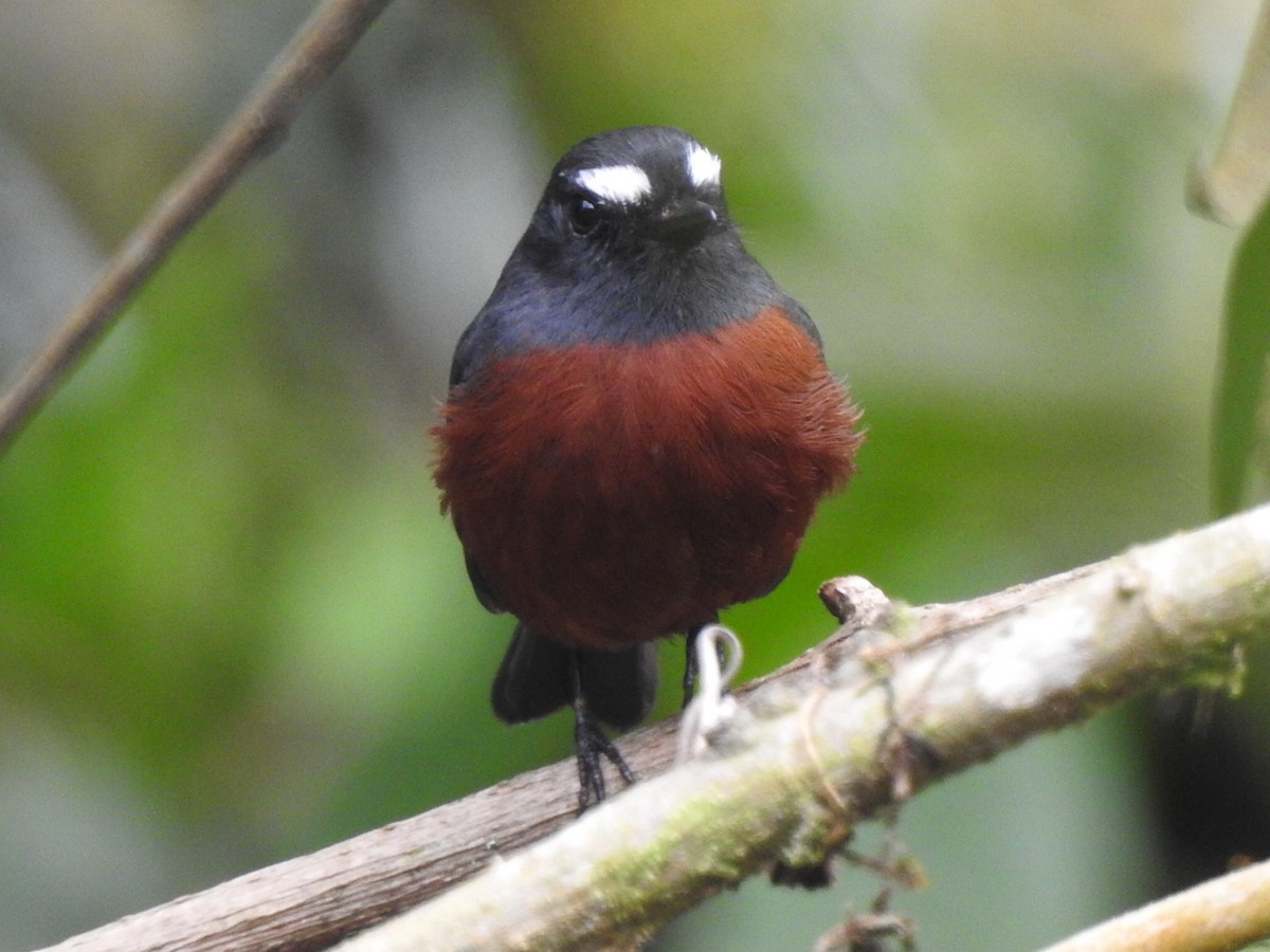 Chestnut-bellied Chat-Tyrant - ML632318278