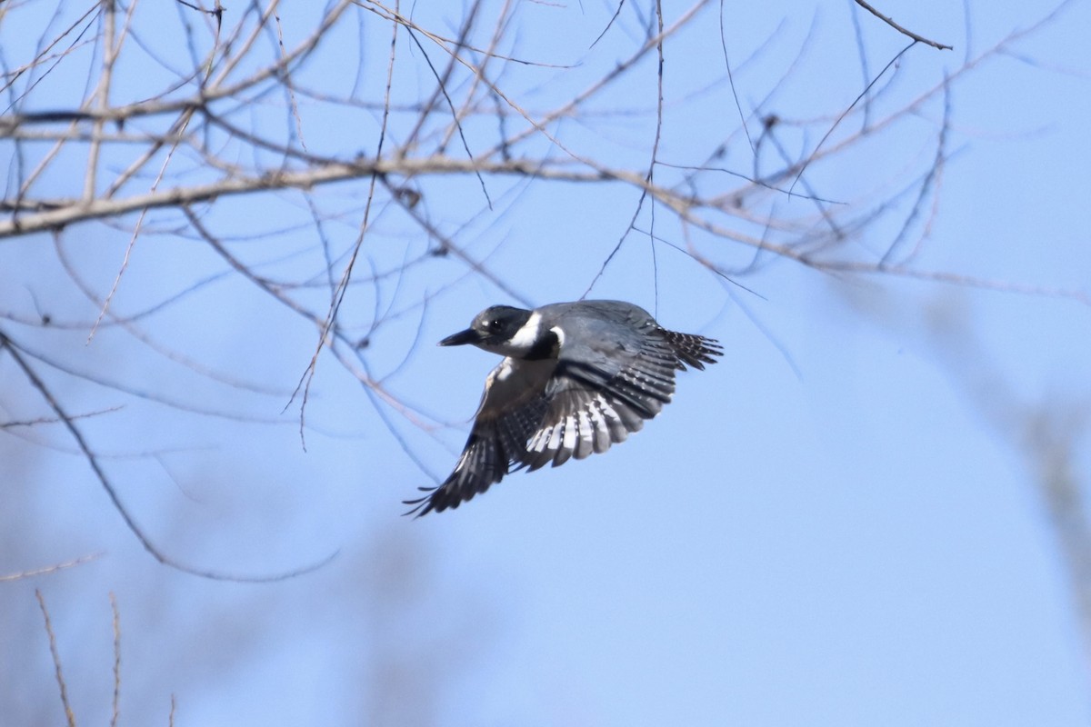 Belted Kingfisher - ML632318280