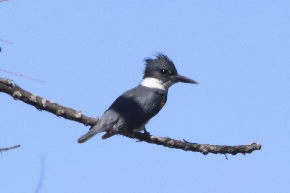 Belted Kingfisher - ML632318281