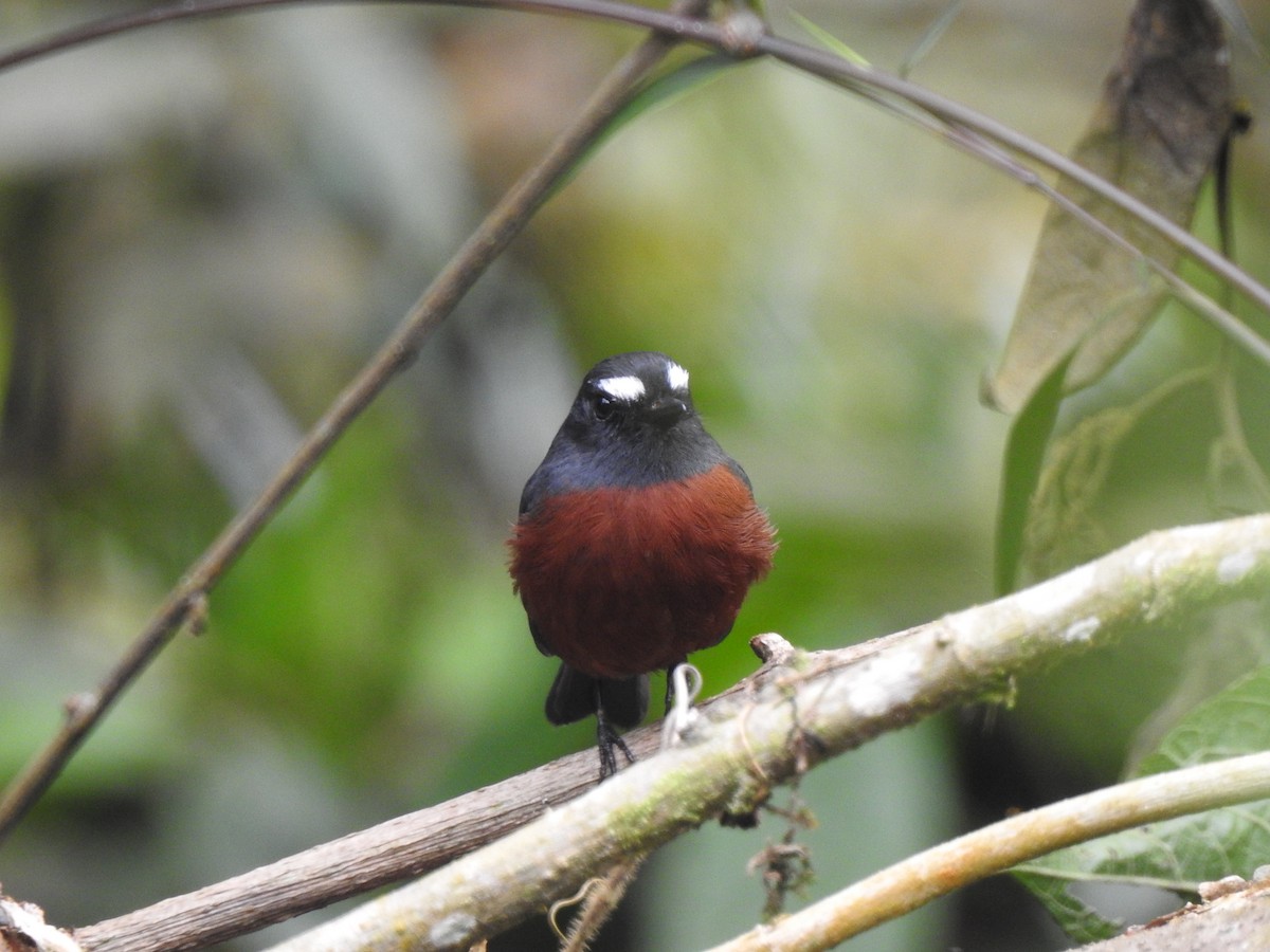 Chestnut-bellied Chat-Tyrant - ML632318286