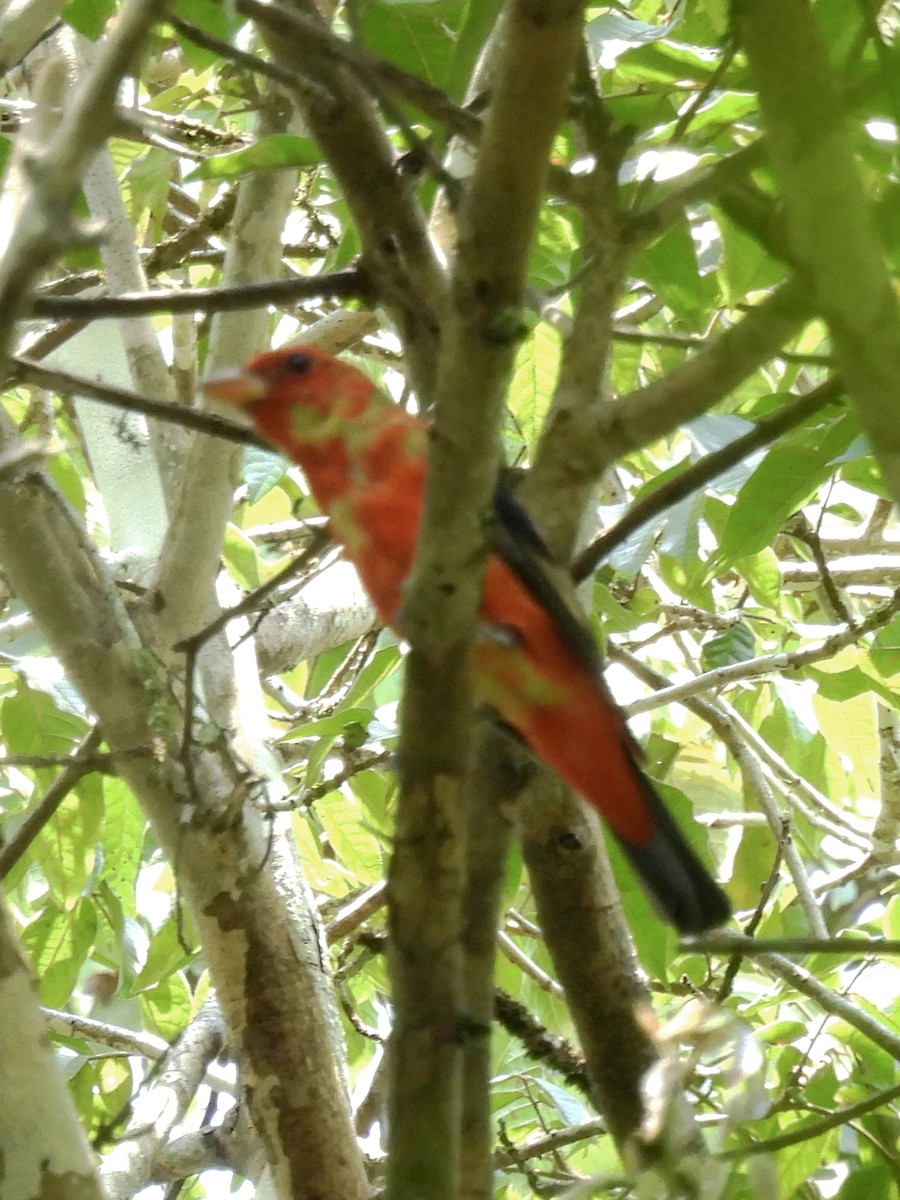 Scarlet Tanager - ML632318291