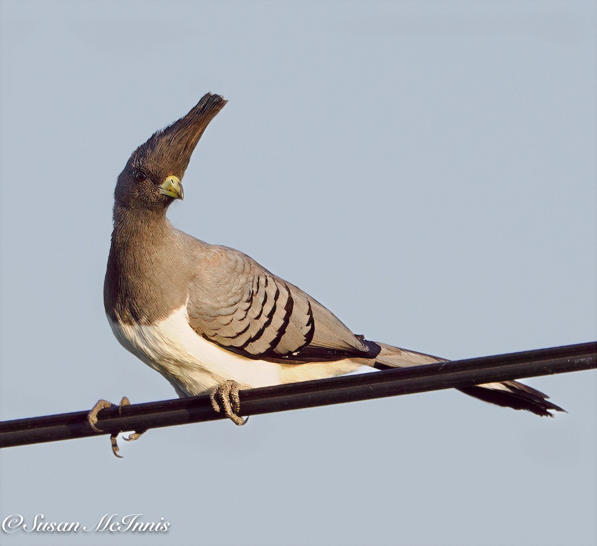 White-bellied Go-away-bird - ML632318294