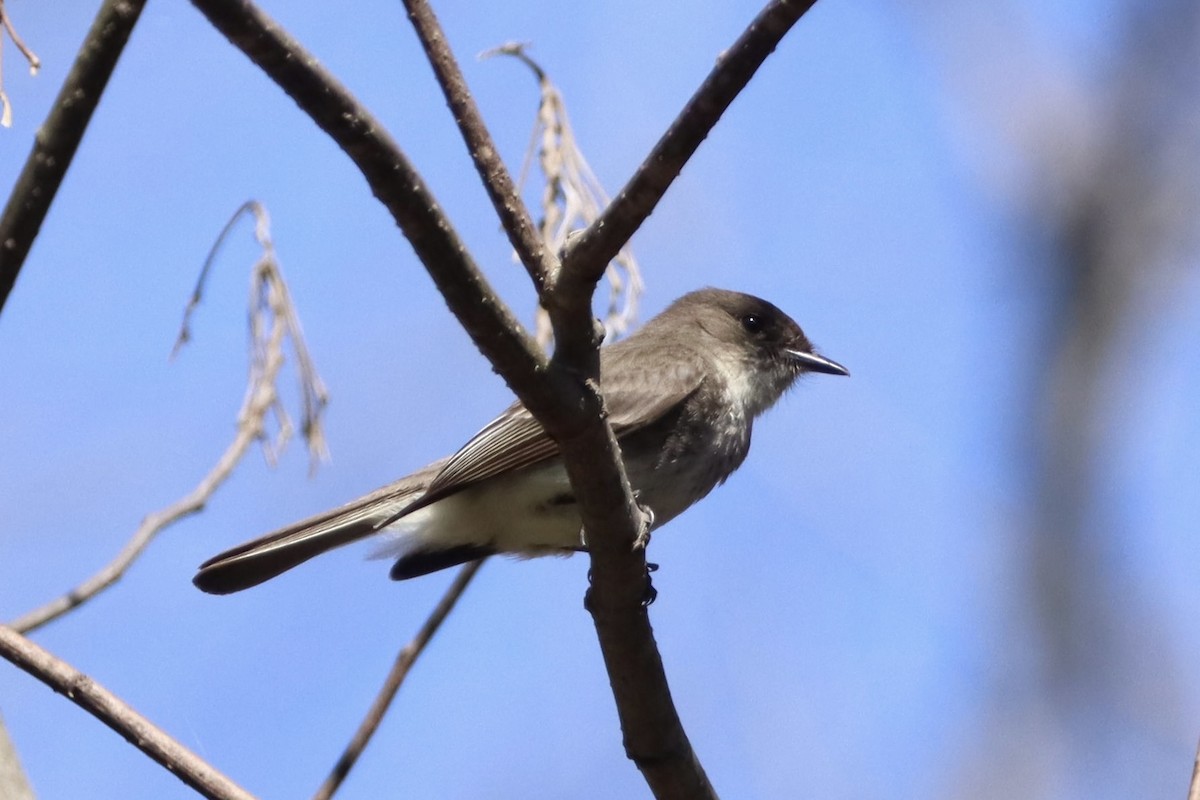 Eastern Phoebe - ML632318303