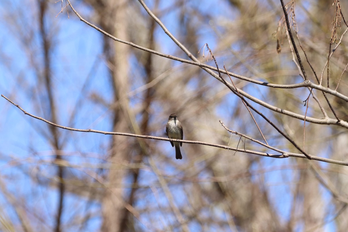 Eastern Phoebe - ML632318304