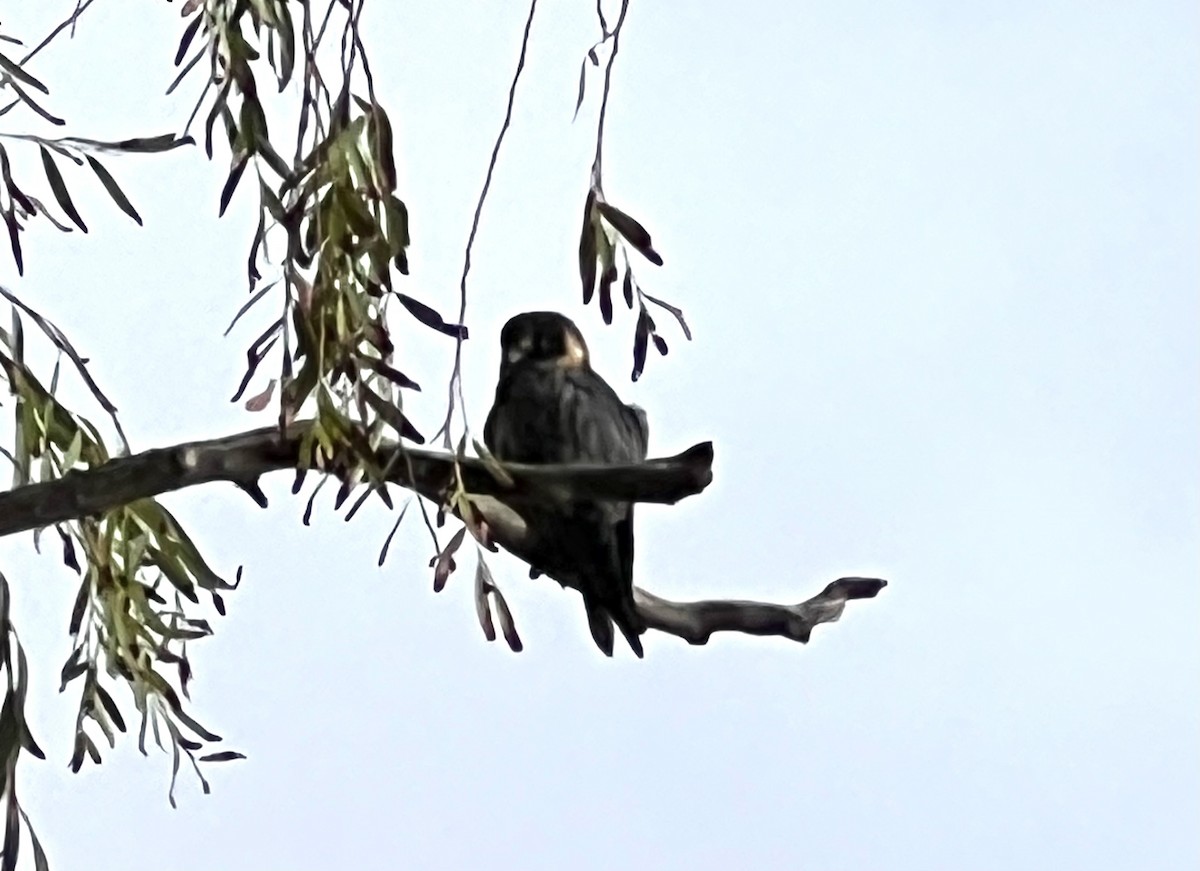 Australian Hobby - ML632318307