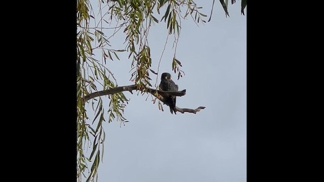 Australian Hobby - ML632318308