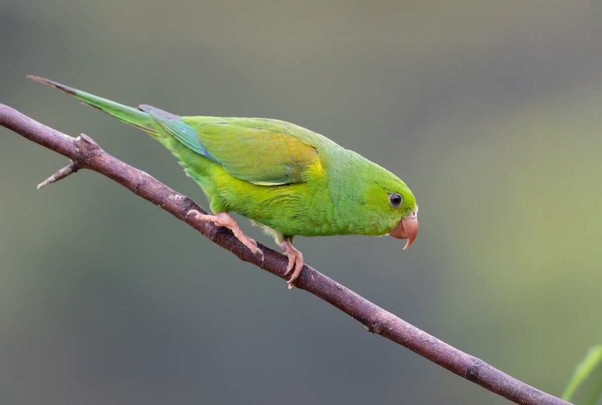 Plain Parakeet - ML632318311