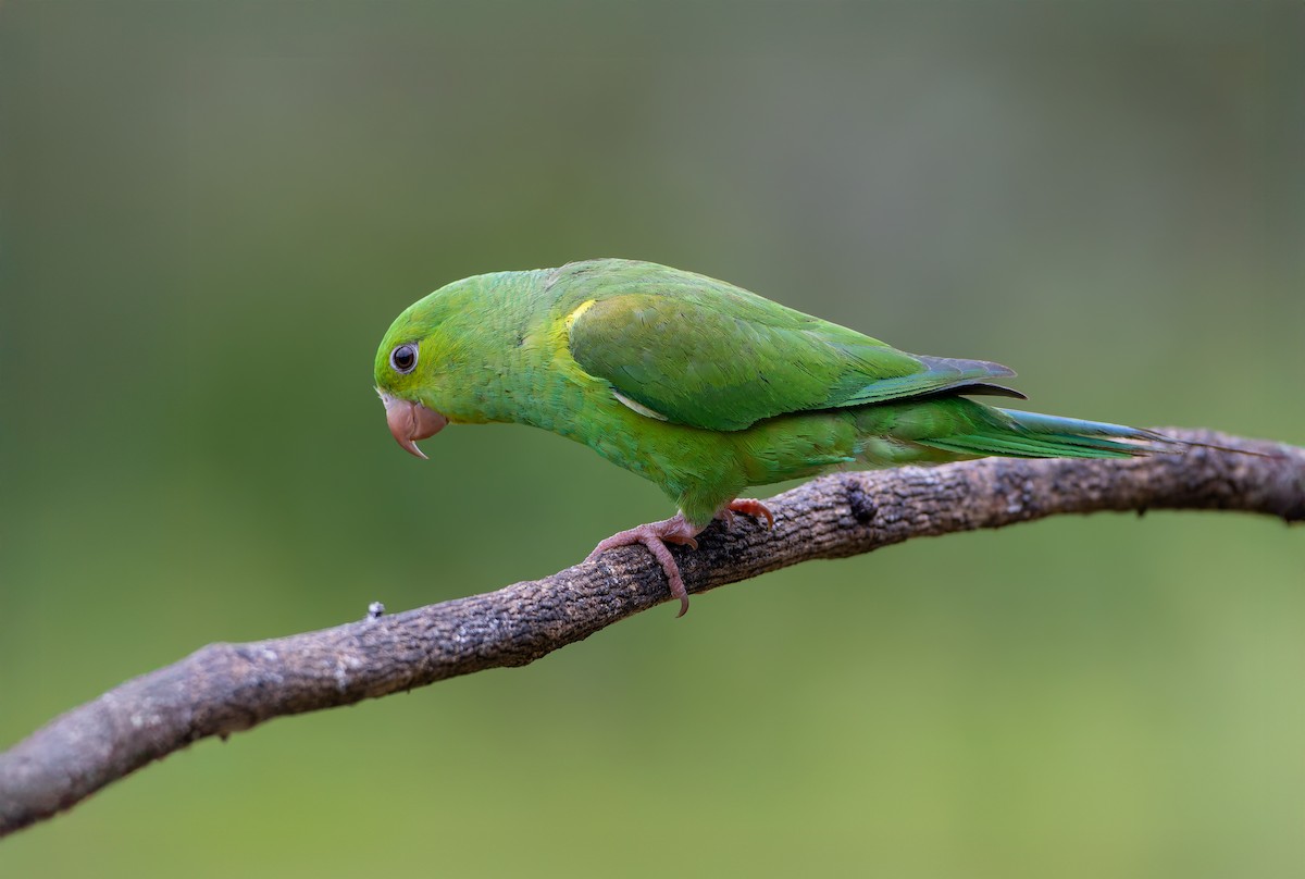 Plain Parakeet - ML632318312