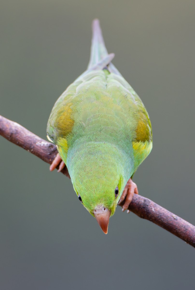 Plain Parakeet - ML632318313