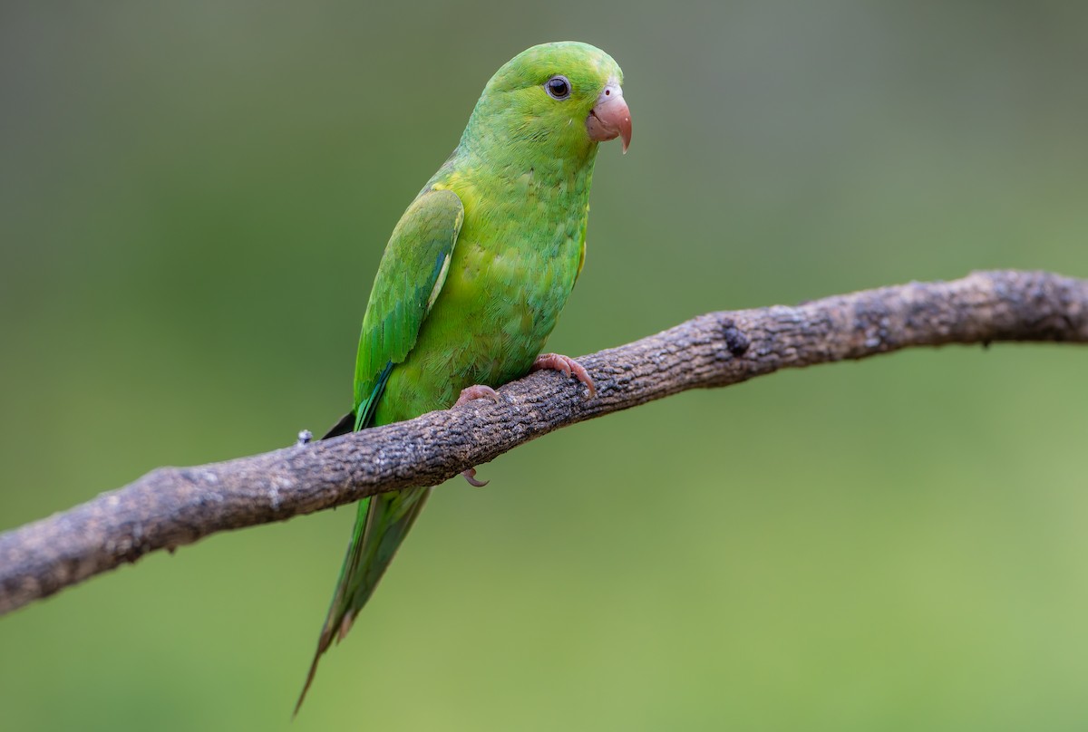 Plain Parakeet - ML632318314