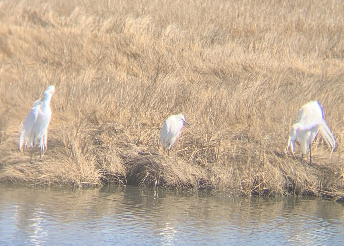 Snowy Egret - ML632318327