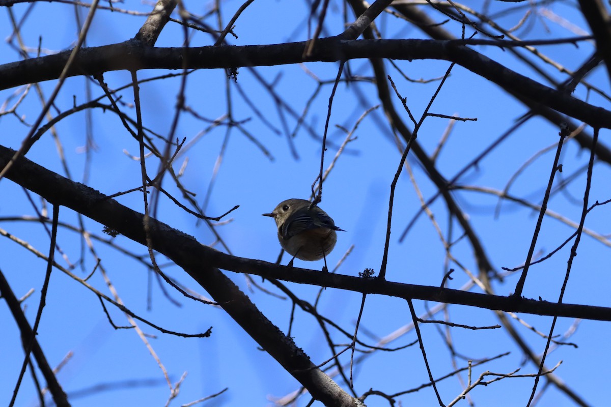 Ruby-crowned Kinglet - ML632318355