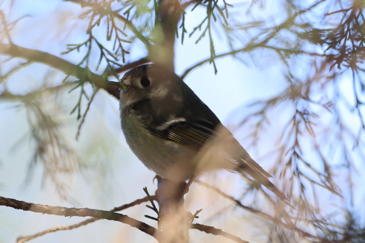 Ruby-crowned Kinglet - ML632318356