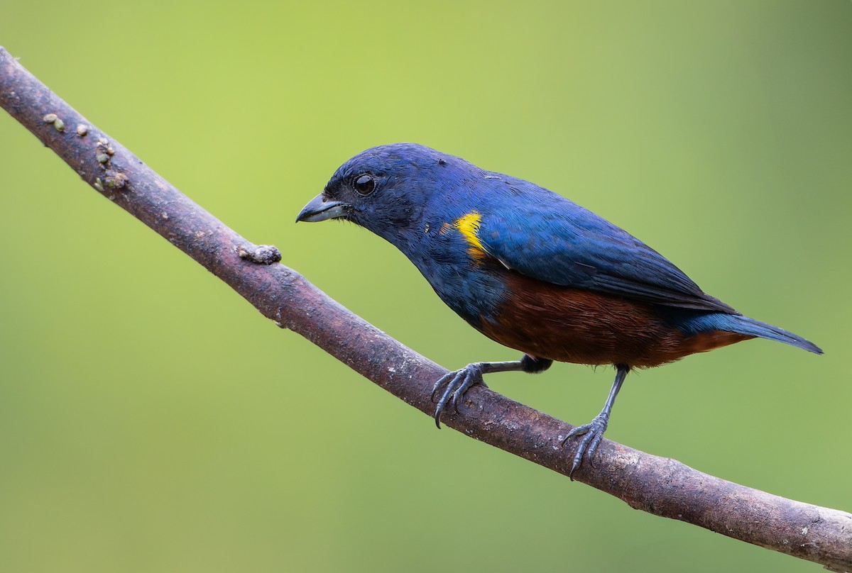 Chestnut-bellied Euphonia - ML632318396