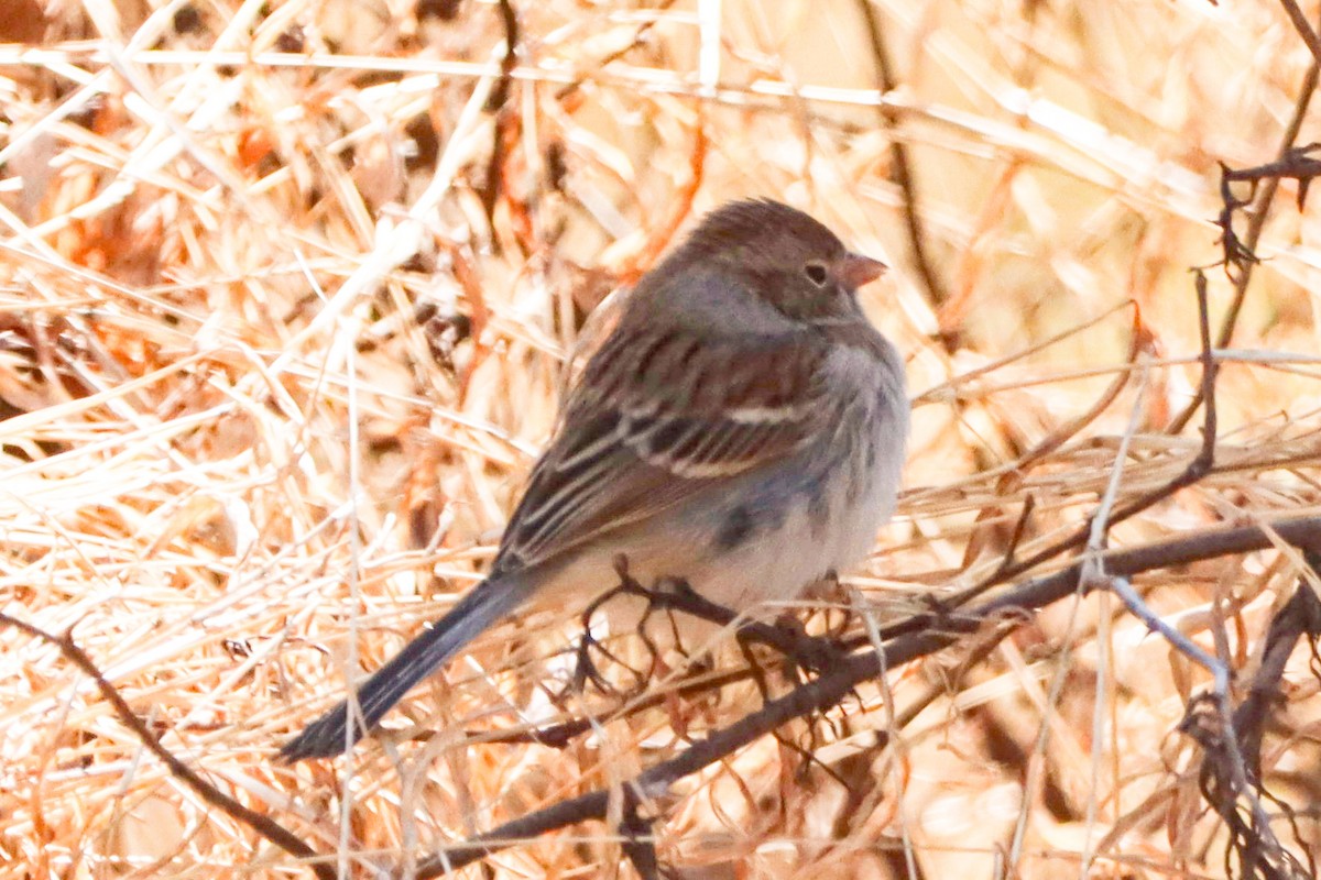 Field Sparrow - ML632318440