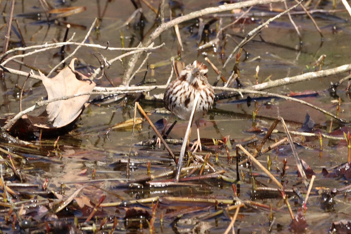 Song Sparrow - ML632318489