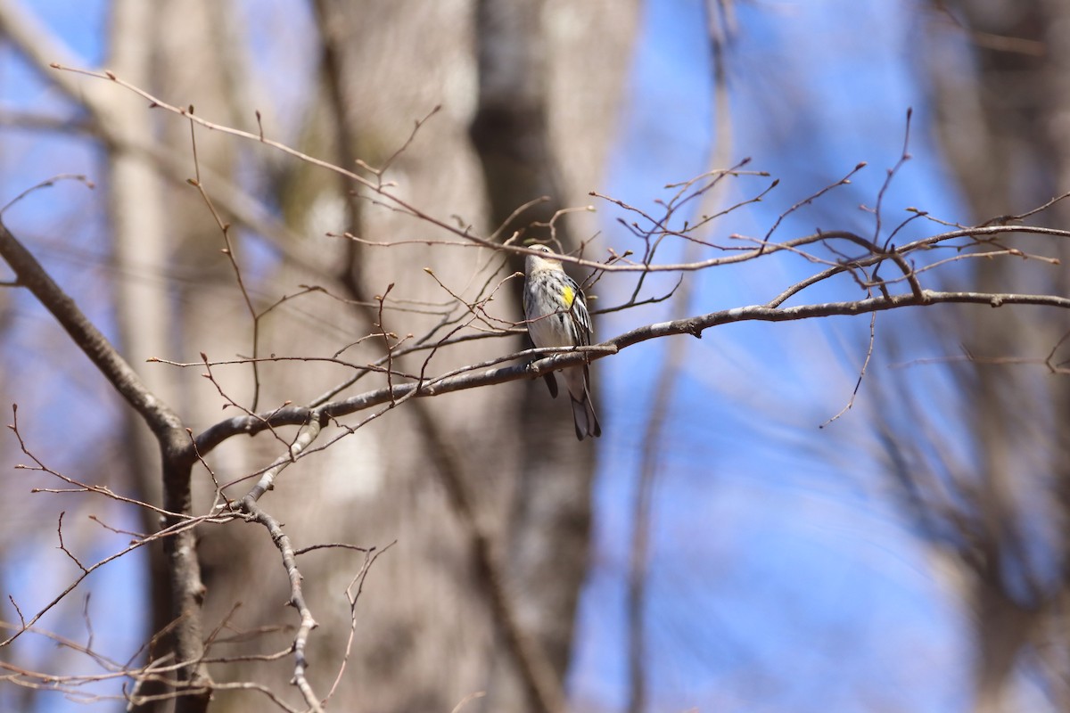 Yellow-rumped Warbler - ML632318506
