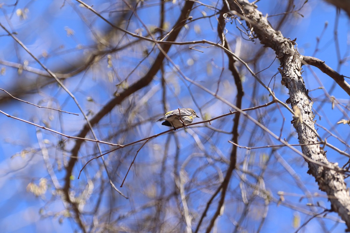Yellow-rumped Warbler - ML632318507