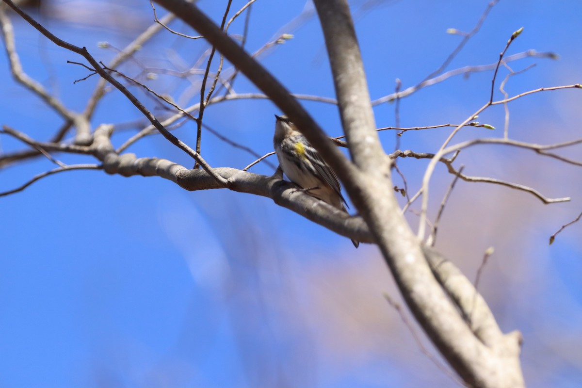 Yellow-rumped Warbler - ML632318509