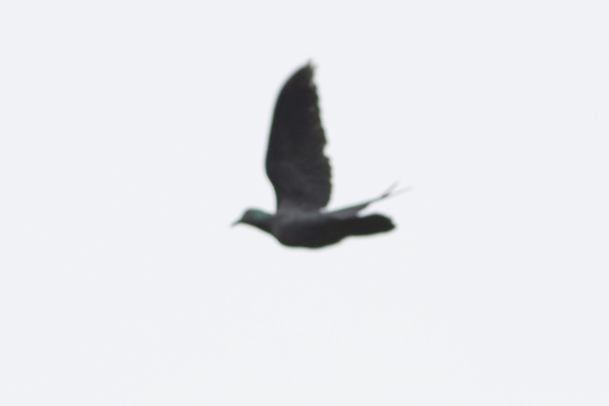 Sao Tome Pigeon - ML632318524