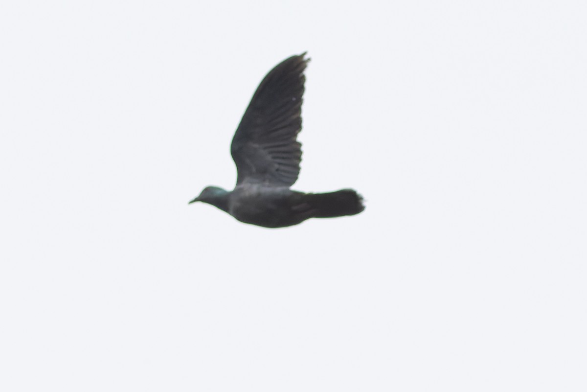 Sao Tome Pigeon - ML632318525