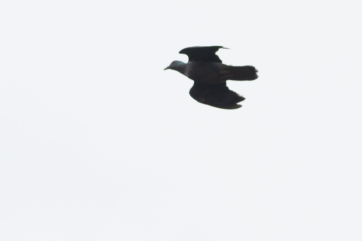 Sao Tome Pigeon - ML632318526