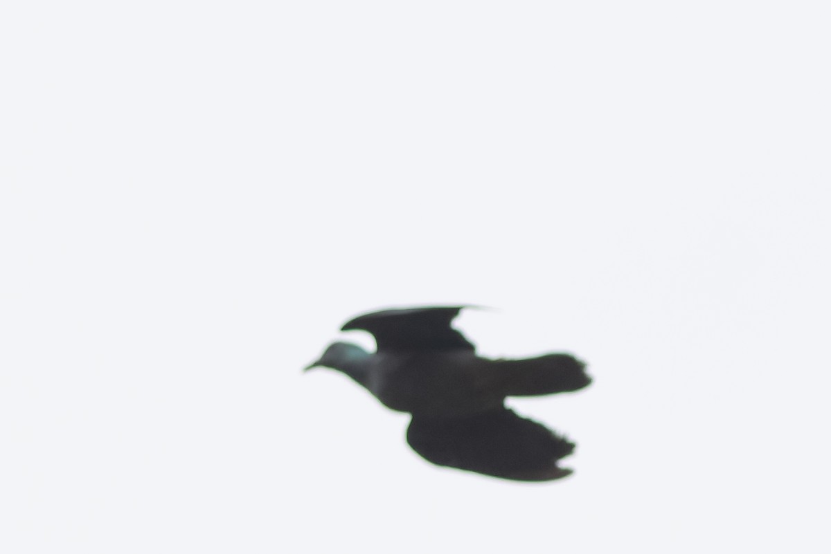 Sao Tome Pigeon - ML632318527