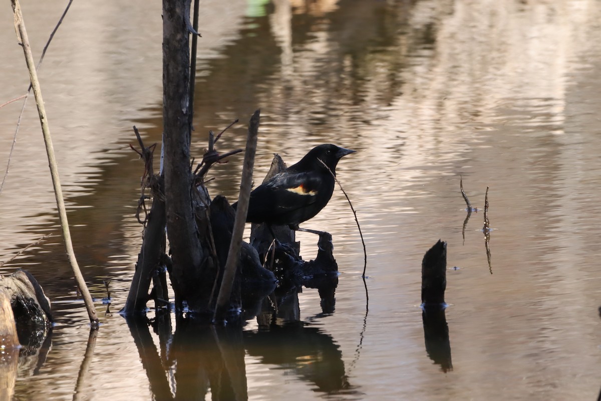 Red-winged Blackbird - ML632318535