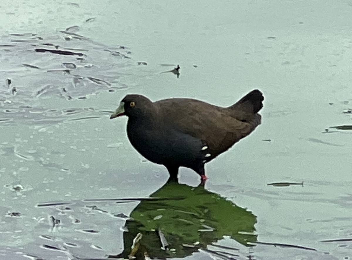Black-tailed Nativehen - ML632318741