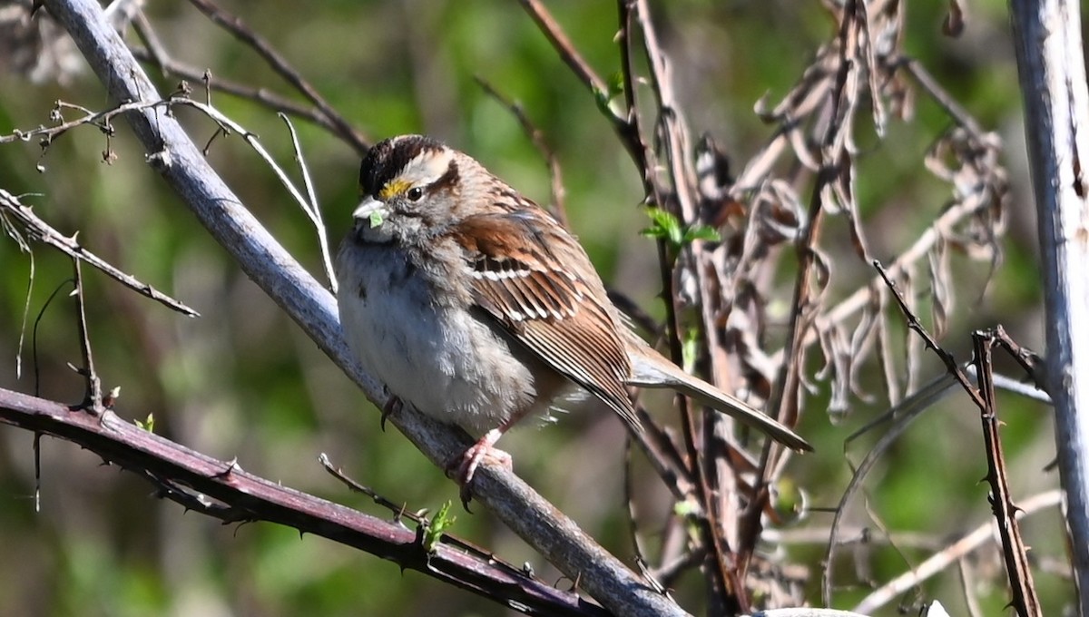 White-throated Sparrow - ML632318783