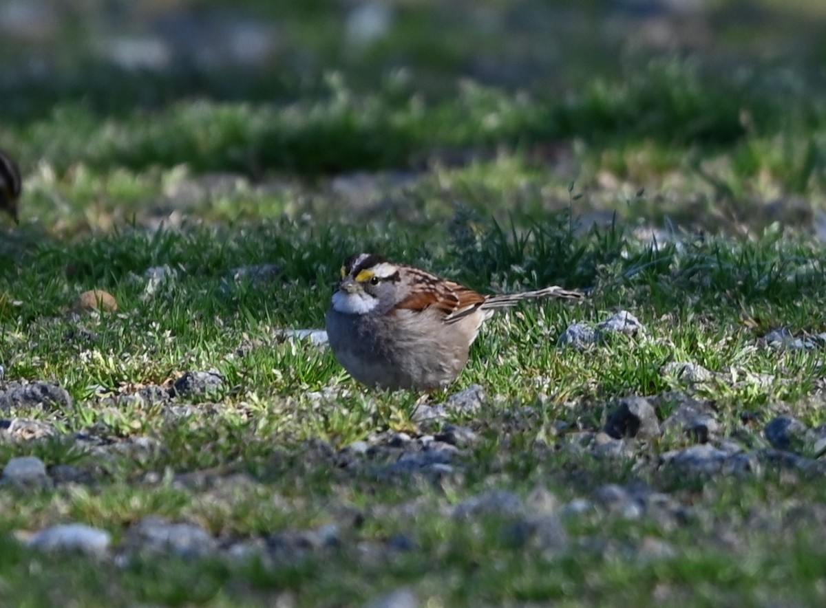 White-throated Sparrow - ML632318799